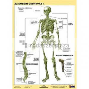 Tanulói munkalap, A4, STIEFEL "Az emberi csontváz"