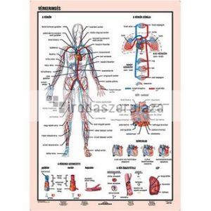 Tanulói munkalap, A4,  STIEFEL "Vérkeringés"